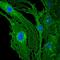 Thrombomodulin antibody, PA5-47550, Invitrogen Antibodies, Immunocytochemistry image 