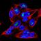 Major Facilitator Superfamily Domain Containing 9 antibody, NBP2-57652, Novus Biologicals, Immunocytochemistry image 
