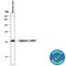 Liver-type arginase antibody, MAB5868, R&D Systems, Western Blot image 