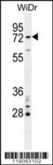 BRCA1 Associated RING Domain 1 antibody, 55-322, ProSci, Western Blot image 