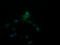 Serum amyloid P-component antibody, LS-C174244, Lifespan Biosciences, Immunofluorescence image 