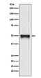 CD209 Molecule antibody, M01025-3, Boster Biological Technology, Western Blot image 