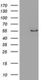 Zinc Finger Protein 165 antibody, NBP2-45445, Novus Biologicals, Western Blot image 