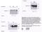 EPH Receptor B1 antibody, MBS396081, MyBioSource, Western Blot image 