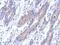 KAT8 regulatory NSL complex subunit 2 antibody, NBP2-15633, Novus Biologicals, Immunohistochemistry frozen image 