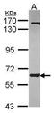 Ankyrin Repeat And KH Domain Containing 1 antibody, PA5-30427, Invitrogen Antibodies, Western Blot image 