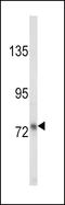 Lactotransferrin antibody, LS-B11832, Lifespan Biosciences, Western Blot image 