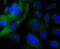 Trafficking From ER To Golgi Regulator antibody, NBP2-67783, Novus Biologicals, Immunofluorescence image 