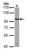 OFD1 antibody, GTX110010, GeneTex, Western Blot image 