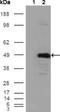 Betaine--Homocysteine S-Methyltransferase antibody, NBP1-51556, Novus Biologicals, Western Blot image 