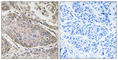 Phospholipase A2 Group IVE antibody, abx014416, Abbexa, Western Blot image 