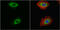Hypoxia Inducible Factor 1 Subunit Alpha Inhibitor antibody, GTX116251, GeneTex, Immunofluorescence image 