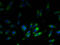 Ribosomal Protein L38 antibody, A52728-100, Epigentek, Immunofluorescence image 
