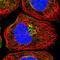 Neuroblastoma Amplified Sequence antibody, HPA036817, Atlas Antibodies, Immunofluorescence image 