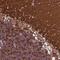 G Protein Subunit Alpha O1 antibody, NBP2-38477, Novus Biologicals, Immunohistochemistry frozen image 