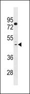 Taste 2 Receptor Member 41 antibody, 60-182, ProSci, Western Blot image 