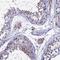 Tripartite Motif Containing 24 antibody, NBP1-92506, Novus Biologicals, Immunohistochemistry paraffin image 