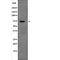 Protein Regulator Of Cytokinesis 1 antibody, abx217918, Abbexa, Western Blot image 