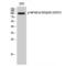 Nuclear Factor Kappa B Subunit 1 antibody, LS-C380784, Lifespan Biosciences, Western Blot image 