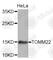 Translocase Of Outer Mitochondrial Membrane 22 antibody, A4879, ABclonal Technology, Western Blot image 