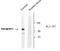Synapsin I antibody, NB300-180, Novus Biologicals, Western Blot image 