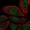 Proteasome 26S Subunit, Non-ATPase 7 antibody, NBP2-38612, Novus Biologicals, Immunofluorescence image 
