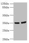 Odd-Skipped Related Transciption Factor 2 antibody, CSB-PA822691LA01HU, Cusabio, Western Blot image 