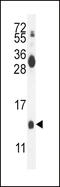 Midkine antibody, 56-214, ProSci, Western Blot image 