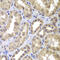 Mitogen-Activated Protein Kinase Kinase 4 antibody, 23-132, ProSci, Immunohistochemistry frozen image 