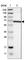 Leukotriene A4 Hydrolase antibody, HPA008399, Atlas Antibodies, Western Blot image 