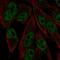 Retinoid X Receptor Gamma antibody, HPA012933, Atlas Antibodies, Immunofluorescence image 