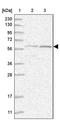 Nuclear VCP Like antibody, PA5-55801, Invitrogen Antibodies, Western Blot image 
