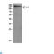 Unc-51 Like Autophagy Activating Kinase 2 antibody, LS-C814223, Lifespan Biosciences, Western Blot image 