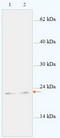 Apolipoprotein B MRNA Editing Enzyme Catalytic Subunit 3C antibody, TA310103, Origene, Western Blot image 