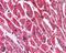 Karyopherin Subunit Alpha 3 antibody, NB100-1373, Novus Biologicals, Immunohistochemistry paraffin image 