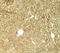 Tribbles Pseudokinase 3 antibody, 8099, ProSci, Immunohistochemistry paraffin image 