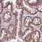 Theg Spermatid Protein Like antibody, NBP2-49543, Novus Biologicals, Immunohistochemistry paraffin image 