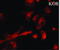 Opioid Receptor Kappa 1 antibody, A02906-1, Boster Biological Technology, Western Blot image 