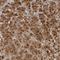 Ribokinase antibody, NBP1-84115, Novus Biologicals, Immunohistochemistry frozen image 