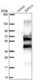 Zinc Finger Protein 213 antibody, NBP1-84386, Novus Biologicals, Western Blot image 
