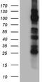 Transient Receptor Potential Cation Channel Subfamily M Member 8 antibody, TA811228S, Origene, Western Blot image 