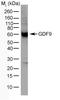 Growth Differentiation Factor 9 antibody, GTX41002, GeneTex, Western Blot image 