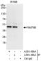 Family With Sequence Similarity 76 Member B antibody, A303-368A, Bethyl Labs, Immunoprecipitation image 