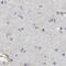  antibody, NBP1-82168, Novus Biologicals, Immunohistochemistry paraffin image 