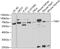 TGF-Beta Activated Kinase 1 (MAP3K7) Binding Protein 1 antibody, GTX33533, GeneTex, Western Blot image 