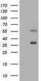 Mucin 1, Cell Surface Associated antibody, LS-C175509, Lifespan Biosciences, Western Blot image 