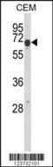 EDIL3 antibody, MBS9208712, MyBioSource, Western Blot image 