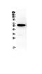 Syndecan 1 antibody, A00991-1, Boster Biological Technology, Western Blot image 