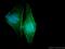 Septin 10 antibody, 12420-1-AP, Proteintech Group, Immunofluorescence image 