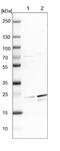 HPO antibody, NBP1-90187, Novus Biologicals, Western Blot image 